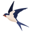 KOEL
